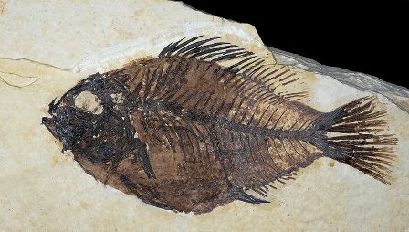 Fossil found at Fossil Lake in Wyoming
